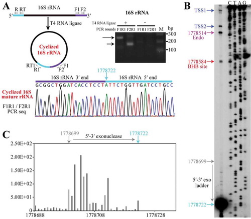 Figure 6. 5′-3′ exoribonucleolytic processing finalizes the 16S rRNA maturation. (a) cRT-PCR determined the mature 5′ and 3′ ends of 16S rRNA as depicted in upper left panel. The nested PCR products were amplified from cDNA templates generated from a reverse-transcription of the total RNA that were pretreated with (+) or without (−) T4 RNA ligase and analysed on an agarose gel (right upper panel) and sequenced (lower panel). Nucleotide 1778722 points the junction of 3′ and 5′ ends of 16S rRNA. (b) Primer extension analysis showing the processing sites at 5′ end of 16S rRNA. Two transcription start sites (TSS1 and TSS2, blue arrows), an endoribonucleolytic site (magenta arrow), 5′ splice site generated by EndA (red arrow) and the mature 5′ end of 16S rRNA (cyan arrow) are pointed. (c) A series of 1-nt 5′P-seq reads between the mature 5′ end (nt 1778722) and upstream nt 1778699 of 16S rRNA exposes a 5′-3′ exoribonucleolytic pattern.