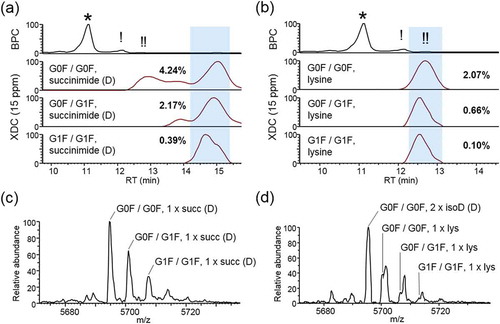 Figure 5. Basic low-abundance isoforms. (a) Chromatographs showing the base peak (BPC) trace aligned with XDC traces (deconvolved with a mass tolerance set to 15 ppm) of the top 3 glycoforms with one asparagine conversion to succinimide or (b) one un-clipped C-terminal lysine. Abundance of each isoform is shown as a percentage relative to main-fraction adjusted XDC peak area of G0F/G0F. Panels (c) and (d) show mass spectrum averaged across highlighted RT window, for succinimide and lysine, respectively.
