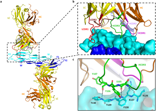 Figure 2. Interaction of Ab7326 Fab with gremlin-1. (a) cartoon representation of the gremlin-1/Ab7326 Fab complex (PDB code 8B7H). Gremlin-1 dimer (cyan and dark blue) with finger and wrist regions labeled (F1, F2, W). One copy of Ab7326 Fab (heavy chain: orange; light chain: yellow) binds each monomer of the gremlin-1 dimer. (b) close-up of the paratope-epitope interactions with the CDR loops of the heavy and light chains color coded and labeled (HCDR1: magenta; HCDR2: light purple; HCDR3: green; LCDR1: red; LCDR2: brown; LCDR3: wheat). (c) key residues involved in the interactions of HCDR3 loop with gremlin-1 are shown in sticks and labeled. The dotted lines indicate hydrogen bonds.