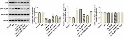 Figure 5. CTRP3 inactivated by FOXO4 modulates the Nrf2/NF-κB signaling pathway. The protein levels of Nrf2, p-NF-κB p65 and NF-κB p65 were analyzed by Western blot. ***P < 0.001 vs. MA. ###P < 0.001 vs. HG+Ov-NC. $$$P < 0.001 vs. HG+Ov-CTRP3+ Ov-NC. CTRP3, C1q/tumor necrosis factor-related protein-3. HG, high glucose. MA, mannitol. FOXO4, forkhead box O4. Nrf2, nuclear factor erythroid 2-related factor 2. p-NF-κB p65, phosphorylated-Nuclear factor-kappaB p65. NF-κB p65, Nuclear factor-kappaB p65.