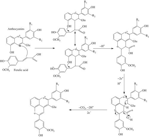 FIGURE 5 The proposed pathway of formation of the new pyranoanthocyanin adduct with anthocyanin-3-glucoside and ferulic acid; Glu: glucoside.