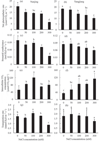 Figure 5. Effect of different NaCl concentrations on photosynthesis-related indicators in two bermudagrasses. Mean values (±SD, n = 4) in each cultivar followed by the different lower-case letters are significantly different between NaCl treatments at P ≤ 0.05