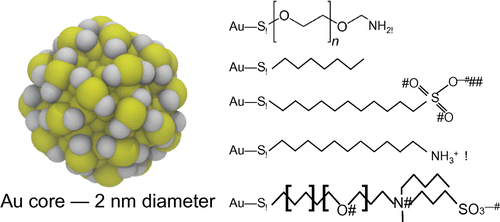 Figure 1. Gold nanoparticles with different functional groups. On the left, atomistic structure of the Au-S core of a Au144SR60 nanoparticle (R not shown), as predicted by Hakkinen et al.[Citation35]. On the right, examples of ligands commonly used in experimental and simulation studies. Reproduced with permission from [Citation20].