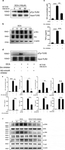 Figure 7. DCA promotes TLR2 tyrosine phosphorylation and activates its downstream signaling. (a) RAW264.7 macrophages were treated with DCA for indicated time points. Tyrosine phosphorylation of TLR2 was detected. (b) RAW264.7 macrophages were treated with DCA for indicated time points. phospho-Src (Tyr416), total Src and β-actin were detected by western blot. (c) RAW264.7 macrophages were stimulated with DCA (100 µM) in the presence or absence of SKI-606 (Src inhibitor, 10 nM). NO and TNF-α in supernatants were analyzed. (d) RAW264.7 macrophages were stimulated with DCA (100 µM) in the presence or absence of SKI-606 (10 nM) or methoctramine (5 µM) for 15 min. Tyrosine phosphorylation of TLR2 was detected. (e) RAW264.7 macrophages were stimulated with DCA (100 µM) in the presence or absence of QNZ (20 μM), U0126 (10 μM), SP600125 (25 μM) or SB203580 (10 μM) for 24 h. NO and TNF-α in supernatants were analyzed. (f) Immunoblot analysis of phospho-ERK, total ERK, phospho-JNK, total JNK, phospho-IκB and total IκB of RAW264.7 macrophages treated with DCA in the presence or absence of C29 (100 µM). β-actin was deemed as a loading control. *: p < .05; **: p < .01; ***: p < .001. n.s.: no statistically significant difference (p > .05). Data shown are representative of 3 individual experiments. Error bars indicate s.e.m.