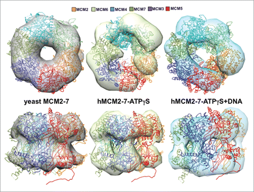 Figure 6. Comparison of the hMCM2-7 hexamer conformations. Top and side views of the volumes of hMCM2-7–ATPγS and hMCM2-7–ATPγS-DNA are compared to a 30 Å filtered map generated from the 3JA8 PDB file. The structure of the yeast MCM2-7 hexamer has been docked with Chimera to facilitate the comparison between the different maps and as a reference to assess the conformational changes of the different stages.