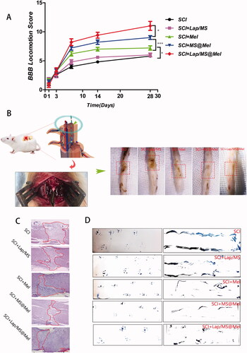 Figure 3. (A) Basso Beattie Bresnahan (BBB) score across different groups. (B) Schematic diagram of spinal cord injury in rats and images of harvested spinal cord tissue across different groups.(C) H&E staining of spinal cord tissue across different groups. (D) Footprint analyses. (n = 5 per group; *p < .05 versus SCI group; ***p < .001 or **p < .01 versus SCI + Mel group; *p < .05 versus SCI + MS@Mel group).