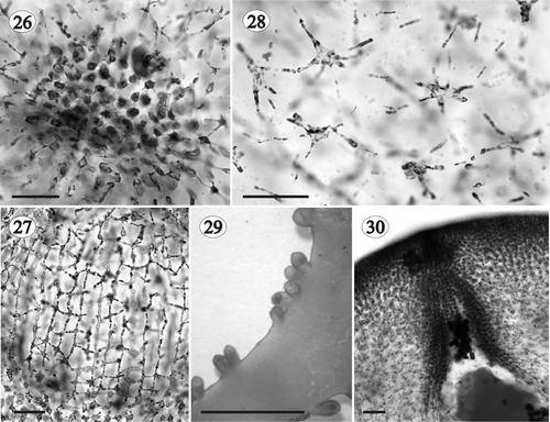 Figs 26–30. Gloiocladia repens. Light photomicrographs of the female reproductive structures with aniline blue staining. Fig. 26. Detail of stellate nutritive cells (HGI-A 5542). Figs 27, 28. Details of stellate cells of the tela arachnoidea (HGI-A 5542). Fig. 29. Cystocarps (LD 25703). Fig. 30. Detail of the carposporangia going out through the ostiole (HGI-A 5542). Scale bars: 50 µm (Figs 26–28, 30); 5 mm (Fig. 29).