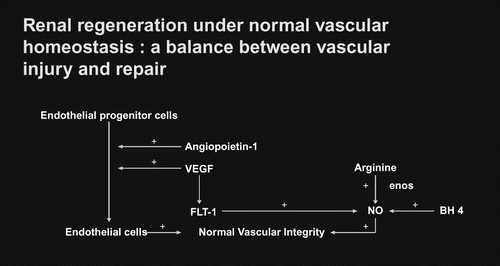 Figure 1. Demonstrates normal vascular homeostasis.