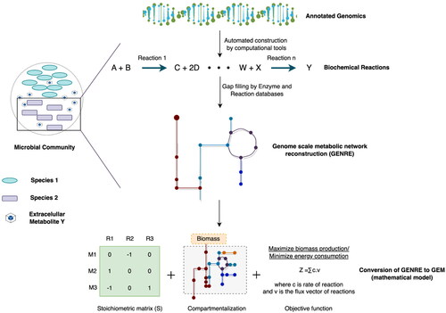 Figure 6. Construction of GEM: the hypothetical microbial community that has two species (species 1 and species 2), where species 2 releases metabolite Y to the extracellular environment which is taken up by species 1. The initial construction of the genome-scale metabolic network (GMN) is generated automatically using genome sequences. Manual curation is performed via gap filling which takes information from different enzyme and reaction databases, such as MetaCyc. Once this reconstruction of GMN is carried out (GENRE), a stoichiometric matrix can be generated and the reactions and pathways involved in the production of biomass are compartmentalized, together with an objective function Z.