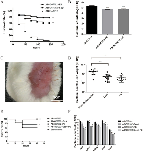 Figure 6 Cec4 is effective in the treatment of clinical multidrug-resistant A. baumannii infections. (A) Survival curves after Cec4 treatment of C. elegans infected with A. baumannii. (B) Bacterial load count of C. elegans infected with A. baumannii after Cec4 treatment. (C) Infection model of skin wound on mouse back. (D) Bacterial load count of A. baumannii after Cec4 treatment of mice with back skin infection (bacterial load per gram of skin). (E) Survival curves of mice infected with A. baumannii after Cec4 treatment. (F) Bacterial load count of mice infected with A. baumannii after Cec4 treatment. Results were presented as mean ± SD. *P < 0.05, **P < 0.01, ***P < 0.001.