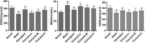 Figure 4. Effect of curcumin on SOD, MDA and GSH in brain tissues of rats. Compared with the normal, ##p < 0.01; compared with the model, *p < 0.05, **p < 0.01.