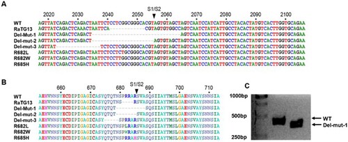 Figure 1. Illustration of nucleotide (A) and amino acid (B) sequence alignments of the S1/S2 junction regions of wild type SARS-CoV-2 (Wuhan-1), 30-bp deleted mutant (Del-mut-1) (EPI_ISL_417443) and the bat coronavirus, RaTG13 [Citation5]. (C) Sizes of WT and Del-mut-1 PCR product on agarose gel amplified with the primers described in the Materials and Methods section.