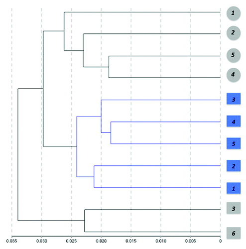 Figure 4. Hierarchical clustering of samples based on individual methylation profiles detected from blood. Dendogram showing the unsupervised hierarchical clustering of the 11 cohort subjects using absolute correlation. Control cases (gray) and PD patients (blue) were grouped based on Pearson correlations of whole genome methylation profiles using a 1 - |r| distance measure and nesting with average linkage method. An average of 485,386 CpG sites/group with detection p < 0.001 were featured in the analysis. Females are represented by circles and males by squares. Numbers represent the individual sample ID.