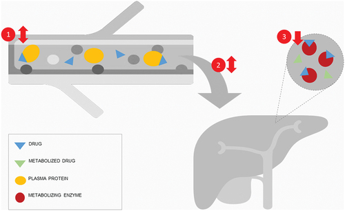 Figure 2. Influencing factors on hepatic metabolization rate are (1) protein binding, (2) hepatic blood flow, and (3) enzyme expression. In sepsis, protein binding can be increased or decreased depending on binding protein, such as albumin or alpha1-acid glycoprotein (AGP). Hepatic blood flow is usually decreased in sepsis, but can be increased in early sepsis. Enzyme expression is usually decreased in sepsis.