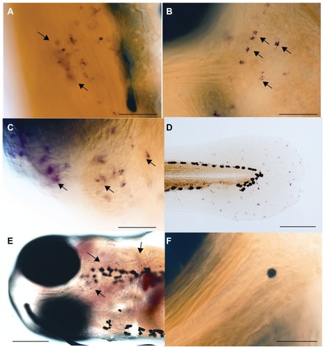 Figure 5 Tartrate-resistant acid phosphatase (TRAcP) enzyme staining in mesoporous silica nanoparticle (MSNP)-injected larvae. (A) TRAcP+ cells at the site of injection in the tail of 3 days post injection larva (arrows). (B) TRAcP+ cells in the head region under the eye (arrows) of a 3 days post injection larva. (C) TRAcP+ cells in the heart region of 3 days post injection larva (arrows). (D) TRAcP+ cells in caudal fin of a 4 days post injection larva. (E) TRAcP+ cells in ventral side of head of 4 days post injection larva (arrows). (F) Phosphate-buffered-saline-injected larva 3 days post injection with no TRAcP+ cells below the eye. Scale bar A, B, C, F = 50 μm; D = 100 μm; and E = 200 μm.