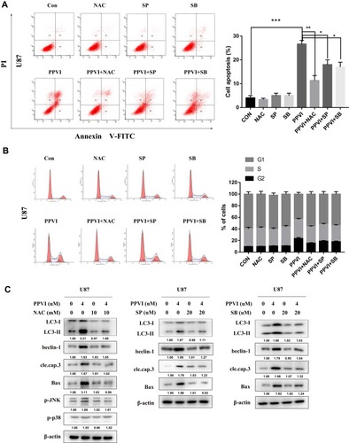 Figure 7 The JNK and p38 pathways triggered by ROS mediate PPVI-provoked cell cycle arrest, apoptosis and autophagy. (A) Apoptotic cells were measured by flow cytometry. (B) Cell cycle distribution percentages were evaluated via flow cytometry. (C) The autophagy-related proteins, apoptosis-related proteins and phospho-JNK and phospho-p38 were analyzed using Western blot. * p < 0.05, ** p < 0.01, ***p<0.001.Abbreviations: NAC, N-acetyl cysteine; SP, SP600125; SB, SB203580.