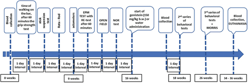 Figure 1. The scheme of the experiments with HD (R6/1) and control (C57BL/6J) mice.