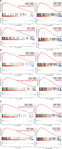 Figure 10 The enriched KEGG pathways by three diagnostic genes via single gene GSEA. (A) The enriched KEGG pathways by ACP5 via single gene GSEA. (B) The enriched KEGG pathways by HMOX1 via single gene GSEA. (C) The enriched KEGG pathways by CCL3 via single gene GSEA.