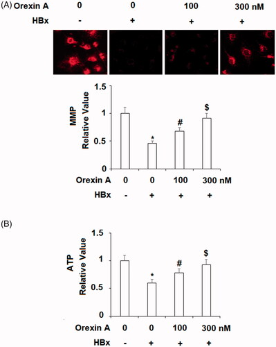 Figure 5. Orexin A ameliorates HBx-induced mitochondrial dysfunction in normal human L-02 hepatocytes. L-02 hepatocytes were transfected with the HBx-encoding plasmid for 24 h, followed by treatment with orexin A at a concentration of 100 or 300 nM for another 24 h. (A) Mitochondrial membrane potential (MMP) was measured by TMRM; (B) Intracellular ATP levels (*, #, $, p < .01 vs previous column group).