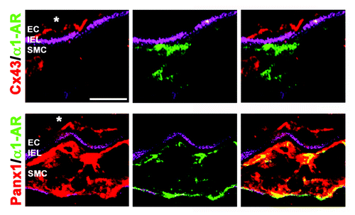 Figure 1. Expression of Panx1 and Cx43 with α1-AR in mesenteric arterioles. Frozen sections of third-order mouse mesenteric arterioles were viewed transverse via confocal microscopy. Magenta is autofluorescence of the internal elastic lamina (IEL) separating endothelial cells (EC) from smooth muscle cells (SMC), green (goat anti-rabbit Cy5) is the α1-AR, and red (goat anti-rabbit Alexa 594) is either Cx43 (top) or Panx1 (bottom). Note the extensive colocalization between Panx1 and α1-AR in smooth muscle, but the lack of association between Cx43 and α1-AR. Scale bar is 20 μm. Immunocytochemistry was performed as described and all antibodies have previously been extensively verified.Citation16, Citation41