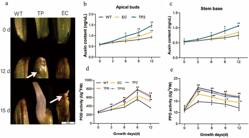 Figure 3. IAA contents and enzyme activities in early adventitious roots (ARs). (a) Early auxiliary roots (ARs) observation of L. japonicus; (b) Auxin content of wide type (WT), exogenous ChIFNα (EC), and transgenic plant (TP2) in apical buds; (c) Auxin content of WT, EC, and TP2 in stem bases; (d) POD activity of WT, EC, and TP2, TP8, TP10; (e) PPO activity of WT, EC, and TP2, TP8, TP10. Data were analyzed statistically using SPSS. *P < 0.05, **P < 0.01.