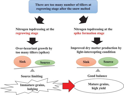 Figure 5. Schematic diagram of improved method for the cultivation of ‘Kitahonami’ wheat variety with high-yielding ability after winter.