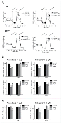 Figure 3. Drug-resistant TT and MZ-CRC-1 cells tolerate vandetanib- and cabozantinib-caused bioenergetics alteration better than their parental cells. Parental and vandetanib-resistant TT (TT/rV) cells were treated with 1 μM vandetanib (Vand) or cabozantinib (Cabo) for 1 and 2 d before the extracellular flux assay. (A) OCR in parental TT and TT/rV cells were determined as described in Material and Methods. (B) Basal and maximal OCR (percent changes to untreated) calculated from (A). (C) ECAR is expressed as percent changes to untreated. Data (mean ± SD, n = 10) are normalized to cellular protein levels, *p < 0.0001, t-test.