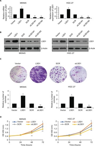 Figure 2 Upregulation of LSD1 promotes GC cell proliferation in vitro.Notes: (A) and (B) LSD1 was overexpressed or knocked down in MKN-45 or HGC-27 cells. After transfection for 48 hours, the expression of LSD1 was determined using RT-qPCR or western blotting analyses. *P<0.05, vs vector, **P<0.05, vs SCR. (C) Colony formation assay was performed to determine the effects of LSD1 on cell proliferation. *P<0.05, vs vector, **P<0.05, vs SCR. Scar bar =250 μm. (D) CCK-8 assay was performed to determine the effects of LSD1 on cell proliferation. *P<0.05, vs vector, **P<0.05, vs SCR.Abbreviations: CCK-8, cell-counting kit-8; GC, gastric cancer; LSD1, lysine-specific demethylase 1.