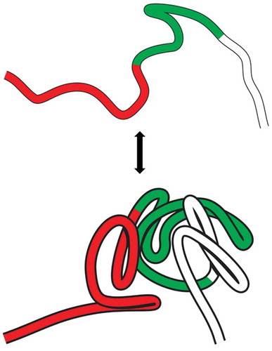 Figure 2. Simplified scheme of the fractal globule formation. In the upper part the unfolded chromatide fibre with different gene regions. In the lower part the beginning of the fractal globule formation by crumpling provoking approximation of distant genes without entanglements or knots, thus permitting rapid unfolding.