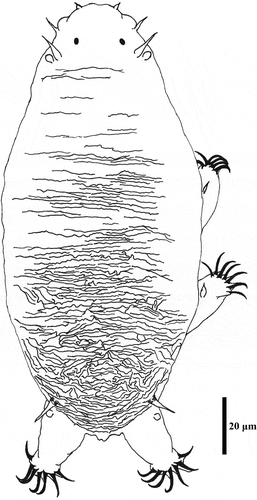 Figure 6. Drawing of Echiniscoides bufocephalus sp. nov. Scale bar in μm.