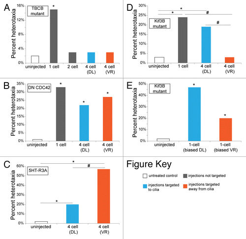 Figure 5. Using experimental strategies to probe the early roles of cytoskeletal proteins on LR patterning. (A) Using strategy 1 (early vs. late injections), we found that expression of mutant TBCB mRNA altered LR patterning only when injected at 1-cell, indicative of a very early role for this tubulin binding protein. (B) Using strategy 2 (targeting to the GRP via the dorsal left [DL] blastomere vs. targeting to a region that does not contribute to flow at the GRP via the ventral right [VR] blastomere), we determined that expression of dominant negative CDC42 was effective at disrupting LR patterning, regardless of where it was targeted. These results indicate a GRP-independent role of CDC42 on orientation of the LR axis. (C) In contrast, expression of 5HT-R3A mRNA only disrupted LR patterning when targeted to the ventral right (VR) blastomere, signaling a GRP-independent role for 5HT. These results were previously reported in reference 154. (D) Using strategy 1, we found that early injections of mutant Kif3B mRNA effectively disrupted LR patterning. Using strategy 2, we observed that injections in the dorsal left (DL) blastomere were significantly more effective than injections in the ventral right (VR) blastomere, indicative of a role of Kif3B at the GRP. (E) To further probe the early role of Kif3B, we used strategy 3, injecting 1-cell embryos in a biased manner with the mutant Kif3B construct and a lineage label. When we post-sorted the tadpoles and scored them for heterotaxia, we observed a significant number with LR defects, regardless of whether the injections included the GRP (DL) or not (VR). These results suggest that Kif3B has an early role in LR patterning that is distinct from ciliary flow at the GRP, and likely has a second role in LR patterning at the GRP. For all panels, * indicates significant differences from controls (P < 0.01) and # identifies significant differences between the indicated groups.