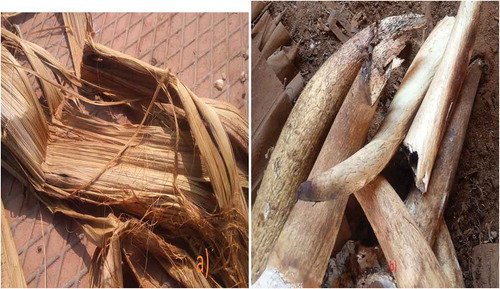 Figure 1. (a) Banana stem fibres; (b) cow horn