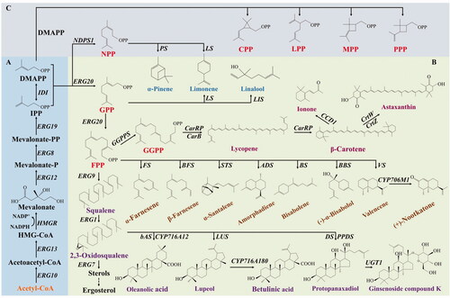 Figure 1. The biosynthetic pathways of terpenoids. (A) MVA pathway. (B) The decoration process of representative terpenes. (C) Noncanonical precursors derived from DMAPPs. Metabolites: HMG-CoA, 3-hydroxy-3-methylglutaryl-CoA; IPP, isopentenyl diphosphate; DMAPP, dimethylallyl diphosphate; NPP, neryl diphosphate; GPP, geranyl diphosphate; FPP, farnesyl diphosphate; GGPP, geranylgeranyl diphosphate; CPP, chrysanthemyl diphosphate; LPP, lavandulyl diphosphate; MPP, maconellyl diphosphate; PPP, planococcyl diphosphate. Enzymes: ERG10, acetyl-CoA acetyltransferase; ERG13, HMG-CoA synthase; HMGR, HMG-CoA reductase; ERG12, mevalonate kinase; ERG8, phosphomevalonate kinase; ERG19, mevalonate diphosphate decarboxylase; IDI, IPP isomerase; ERG20, farnesyl pyrophosphate synthetase; ERG9, squalene synthase; ERG1, squalene epoxidase; ERG7, lanosterol synthase; NDPS1, neryl diphosphate synthase; PS, pinene synthase; LS, limonene synthase; LIS, linalool synthase; FS, α-farnesene synthase; BFS, β-farnesene synthase; STS, α-santalene synthase; ADS, amorphadiene synthase; BS, bisabolene synthase; BBS, (−)-α-bisabolol synthase; VS, valencene synthase; CYP706M1, (+)-nootkatone synthase; bAS, β-amyrin synthase; CYP716A12, oleanolic acid synthase; LUS, lupeol synthase; CYP716A180, betulinic acid synthase; DS, dammarenediol-II synthase; PPDS, protopanaxadiol synthase; UGT1, UDP-glucose glucosyltransferase; CCD1, carotenoid cleavage dioxygenase; GGPPS, geranylgeranyl diphosphate synthase; CarRP, phytoene synthase/lycopene cyclase; CarB, phytoene dehydrogenase; CrtW, β-carotene ketolase; CrtZ, β-carotene hydrolase.