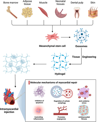 Figure 8 Exosomes derive from MSCs of different origins can be combined with hydrogels by tissue engineering to repair injured myocardium through myocardial injection. The molecular mechanisms involved primarily include inhibition of apoptosis, regulation of cellular autophagy, anti-oxidative stress, controlling inflammation, promotion of angiogenesis, and anti-myocardial fibrosis. (Image created with BioRender.com).