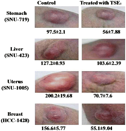 Fig. 6. In Vivo animal experiment to test the anti-cancer effect of TSE1 on nude mice.Note: Human cancer cells (2 × 106 cells in 0.1 mL of PBS) were inoculated subcutaneously into the dorsal part of respective 6-week-old female nude mice as designated for each cancer cell group. Cancer tissues were produced after 2 weeks of incubation. Ten micrograms of TSE1 per body weight (g) was injected into the abdominal cavity of each mouse daily for 4 weeks, and injected directly into the cancer tissue once per week. Surface area of a tumor (mm): (L/2 × W/2) × 3.14, where L is the length of the tumor and W is the width of the tumor. Values are expressed as the mean ± SEM (n = 4).