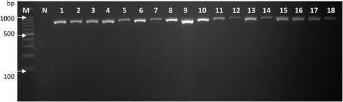 Figure 1. Representative image of agarose gel electrophoresis for 16S ribosomal RNA gene. The presence of target amplicon (805 bp) in all isolates validated the quality of DNA template for further PCR analyses of this study. Lane M: 100 bp DNA ladder, lane N: no template control, lanes 1–18: representative GBS isolates.