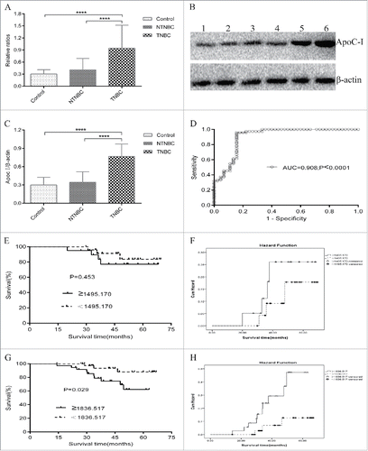 Figure 4. Immunoassay-based confirmation of the diagnostic and prognostic value of the candidate protein biomarker based on Kaplan-Meier Survival and Hazard Function curve analyses. (A) Qualitative enzyme-linked immunosorbent assay (ELISA) confirmed SELDI-TOF and MALDI-TOF/TOF MS findings on the apoC-I protein biomarker in 50 control, 45 NTNBC and 75 TNBC samples. Expression of the apoC-I protein was significantly elevated in TNBC patient sera, compared with NTNBC and control sera. OD ratios of apoC-I following normalization to a selected TNBC serum source were calculated and used as the vertical scale. (B) Representative western blot analysis of the apoC-I protein biomarker in the same serum samples. Lanes 1–2: control; Lanes 3–4: NTNBC; Lanes 5–6: TNBC. β-Actin was used as a reference. (C) Grayscale scanning of protein gel blot bands, in which the ratio of the grayscale values of apoC-I to β-actin was used as the analyzed scale, revealed a similar trend to ELISA results. (D) Diagnostic value of apoC-I, determined using ROC curve, compared with NTNBC. (E) Kaplan-Meier survival curve for the 7785 Da peak in NTNBC patients divided into apoC-I-lower and apoC-I-higher groups from the testing set. (F) Graph of Hazard Function analysis between the apoC-I-lower and apoC-I-higher groups of NTNBC patients from the testing set. (G) Kaplan-Meier survival curve for the 7785 Da peak in TNBC patients divided into apoC-I-lower and apoC-I-higher groups from the testing set. (H) Graph of Hazard Function analysis between the apoC-I-lower and apoC-I-higher groups of TNBC patients from the testing set, supporting increased apoC-I peak intensity as a risk factor for poor prognosis.