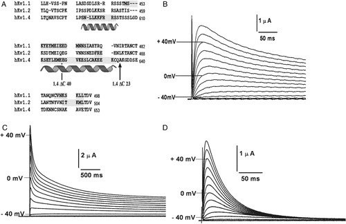 Figure 7.  C-terminal truncation constructs. (A) Secondary structure prediction: a secondary structure prediction of the C-terminal residues of hKv1.1, hKv1.2 and hKv1.4, done as described in experimental procedures. Shaded regions represent predicted helical stretches. Arrows indicate residues where stop codons were introduced while generating the 1.4ΔC23 and 1.4ΔC40 constructs. The absence of the predicted helical structure in hKv1.2 is to be noted. Currents elicited in oocytes expressing the 1.4ΔC40 construct upon depolarization to (B) 320 ms and (C) 7 seconds. (D) 1.4ΔC23 construct in response to depolarizing pulses from a holding potential of −80 mV to the potentials indicated against the traces, with an interval of 10 s between two successive sweeps.