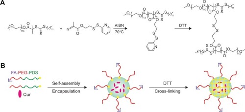 Figure 2 The synthesis route schematic representation of the CCM and FA-CCM-Cur.Notes: The synthesis route and cross-linking of CCM (A). Schematic representation of the preparation and cargos loading method of NCM and FA-CCM (B).Abbreviations: CCM, cross-linked micelle; NCM, noncross-linked micelle; FA, folic acid; FA-PEG, folic acid-polyethylene glycol; PDS, pyridyldisulfide; Cur, curcumin; DTT, dithiothreitol; AIBN, 2,2-azobis (isobutyronitrile).