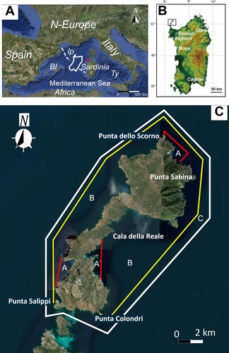 Figure 1. Sardinia Island. (A) Satellite view of the Mediterranean region where Sardinia occupies a central position. Dashed line indicates the Sardinia anticlockwise rotation occurred in the Neogene time. A read * is point at the Asinara Island (source of the picture is Google Earth); (B) Digital terrain model of Sardinia; in the map are reported the main cities. In the square, the Asinara Island studied area. Abbrevitions: BI = Balearic Islands; lp = Liguro-Provençal Basin; Ty = Tyrrhenian Sea. C) The Asinara Isla (nd). In the picture are indicated the limit and zones, with different degrees of environmental protection of the Marine Protected Area: (red line) no-entry no-take (Zones A); (yellow line) general reserve (Zone B), and (withe line) partial reserve (Zone C) (source of the picture is Ortophoto 2008-Regione Sardegna, RAS).