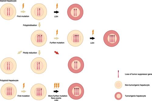 Figure 2 Ploidy and loss of heterozygosity. Compared with diploid hepatocytes, polyploid hepatocytes prevent tumor initiation through the possession of multiple copies of each chromosome. After first mutations (lightning) occur, the remaining wild-type alleles in polyploid hepatocytes provide additional tumor suppressor gene copies. In diploid cells, by contrast, a second mutation give rise to loss of heterozygosity. In addition, unexpected reduction of hepatocyte ploidy (red arrow) may have a undesirable consequence, leading to carcinogenesis.