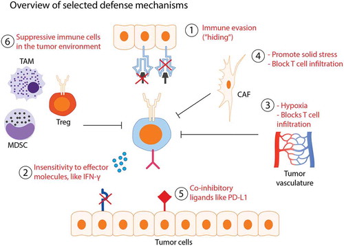 Figure 2. Schematic overview of the immune escape mechanisms described in this review.