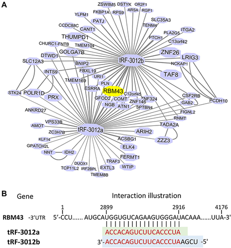 Figure 6 (A) Interaction networks that involved tRFdb-3012a/b and their target genes based on tRFtarget database. Nodes represent target genes and lines represent the interaction relationships. (B) Putative binding sites of tRFdb-3012a/b within the 3′ untranslated regions of RBM43 based on bioinformatics prediction.
