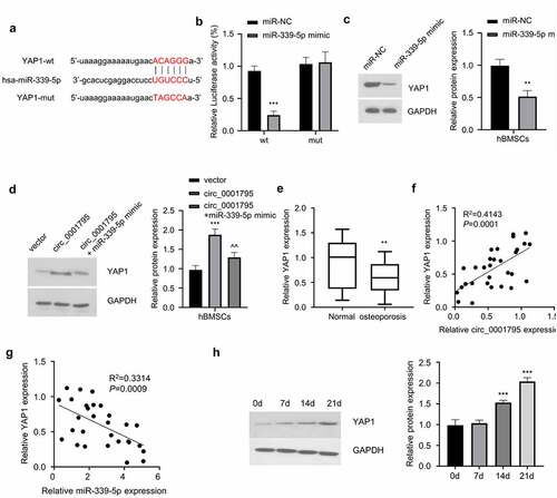 Figure 5. MiR-339-5p targets YAP1. (a) StarBase analysis showed the potential binding site for miR-339-5p and 3ʹUTR of YAP1 mRNA. (b) The interaction between miR-339-5p and 3ʹUTR of YAP1 mRNA was validated by luciferase reporter assay in hBMSCs in the presence of absence of miR-339-5p mimic. (c) The effect of miR-339-5p on expression of YAP1 was analyzed in hBMSCs upon the overexpression miR-339-5p. (d) The expression of YAP1 was analyzed by Western blot in hBMSCs following circ_0001795, in the presence or absence of miR-339-5p mimic. (e) The relative expression of YAP1 was analyzed in bone marrow tissue samples of 30 OP patients and 20 healthy controls by qRT‐PCR. (f) The correlation of circ_0001795 and YAP1 expression level was analyzed in bone marrow tissue samples of 30 OP patients. (g) The correlation of miR-339-5p and YAP1 expression level was analyzed in bone marrow tissue samples of 30 OP patients. (h) The expression of YAP1 was analyzed by Western blot during the time course of osteogenic differentiation on 0, 7, 14 and 21 day.