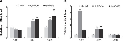 Figure 8 AgNPs accelerate expression of autophagy genes.Notes: TM3 (A) and TM4 (B) cells were treated with AgNPs for 24 hours and analyzed for the expression of autophagy-related genes; for each treatment condition and time point, mRNA expression of AgNP-treated cells was normalized to that of untreated cells. The data are expressed as the mean relative gene expression ± SD of three independent experiments performed in triplicate; **P<0.01.Abbreviations: AgNPs, silver nanoparticles; mRNA, messenger RNA; SD, standard deviation; TM3, Leydig; TM4, Sertoli.