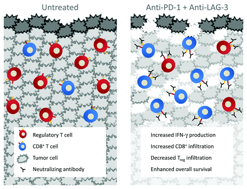 Figure 1. Untreated tumors are infiltrated with a high ratio of regulatory T-cells (Treg) to effector T-cells. Dual inhibition of the negative regulatory molecules PD-1 and LAG-3 leads to enhanced CD8:Treg infiltration, proinflammatory cytokine production, and increased survival of tumor-bearing animals.
