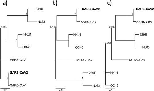 Figure 2. Phylogeny based on the three different proteins of seven known human coronaviruses. Maximum likelihood phylogenetic tree based on amino acid sequences of (a) Nucleocapsid protein (b) S1 protein and (c) RBD of human coronaviruses with 1000 bootstrap replicates. Support values are indicated at nodes. The scale bars represent substitutions per amino acid position.