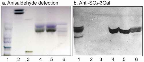 Figure 5. Binding of monoclonal antibodies directed toward SO3-3Galβ to the acid glycosphingolipid subfractions from human small intestine. Thin-layer chromatogram after detection with anisaldehyde (a), and autoradiogram obtained by binding of anti-SO3-3Galβ antibodies (b). The glycosphingolipids were separated on aluminum-backed silica gel plates, using chloroform/methanol/water 60:35:8 (by volume) as solvent system, and the binding assays were performed as described under “Materials and methods.” Autoradiography was for 12 h. The lanes were: Lane 1, reference acid glycosphingolipids of moose large intestine, 40 μg; Lane 2, reference galactosylceramide (Galβ1Cer), 4 μg; Lane 3, reference sulf-gangliotetraosylceramide (SO3-3Galβ3GalNAcβ4Galβ4Glcβ1Cer), 4 μg; Lane 4, sulfatide with d18:1-h24:0 and t18:0-h24:0 ceramides (fraction HI-2), 4 μg; Lane 5, sulfatide with t18:0-h24:0 ceramide (fraction HI-1), 4 μg; Lane 6, sulfatide with d18:1-h16:0 ceramide (fraction HI-3), 4 μg