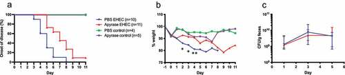 Figure 4. The effect of apyrase treatment on onset of disease, weight and bacterial colonization in mice infected with E. coli O157:H7 and uninfected. a) Development of clinical signs of disease in E. coli O157:H7 (EHEC)-infected mice treated with phosphate-buffered saline (PBS vehicle, n = 10, blue line), apyrase (n = 11, red line) and uninfected mice treated with PBS (vehicle, n = 4, green line) or apyrase (n = 5, purple line). Infected mice in the untreated group started to develop symptoms from day 3 whereas mice in the apyrase-treated group started to develop symptoms 2 days later. b) Weight changes in mice starting 1 day before inoculation with EHEC until day 11 post-inoculation. A significant difference between infected groups treated with apyrase or PBS was observed on day 2 and 3 (both *P < 0.05) and day 4 **P < 0.01, two-tailed Mann-Whitney U test. c) Colony forming units in feces of EHEC-infected mice, treated with apyrase or untreated, on days 1, 3 and 5 showing no difference in colonization. Data are presented as median and range.