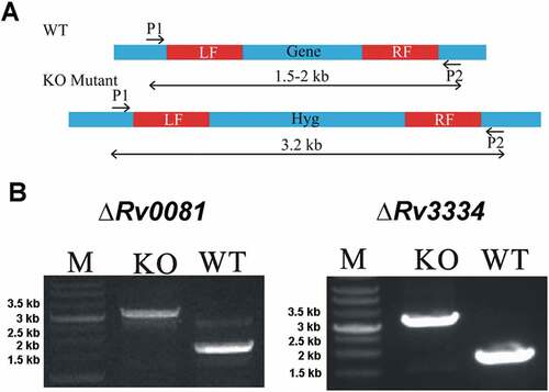 Figure 1. Construction of ΔRv0081 and ΔRv3334 of M. tb. (a) The coding sequence of Rv0081 or Rv3334 was replaced by a hygromycin resistance gene via homologous recombination using the left and right fragments (LF, RF). Primer pairs P1 and P2 were used to amplify the WT or the disrupted genes. The predicted size of PCR products containing Rv0081 and Rv3334 was 1.7- and 1.9- kb, respectively. The predicted size of PCR products for the knock out strains were 3.2 kb. (b) Agarose gel electrophoresis of the PCR products amplified from WT and knock out mutants. M: Marker, KO: knock out, WT: wild type.
